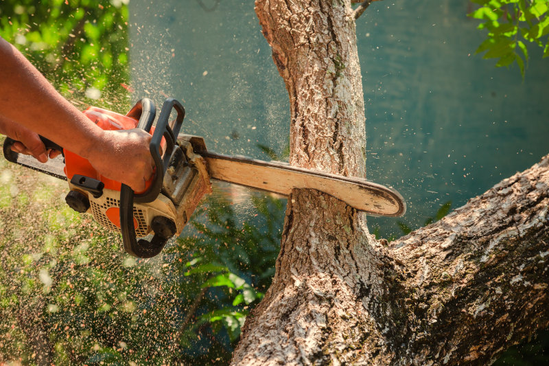 8 Best Arborist Chainsaws (2026 Review Guide)